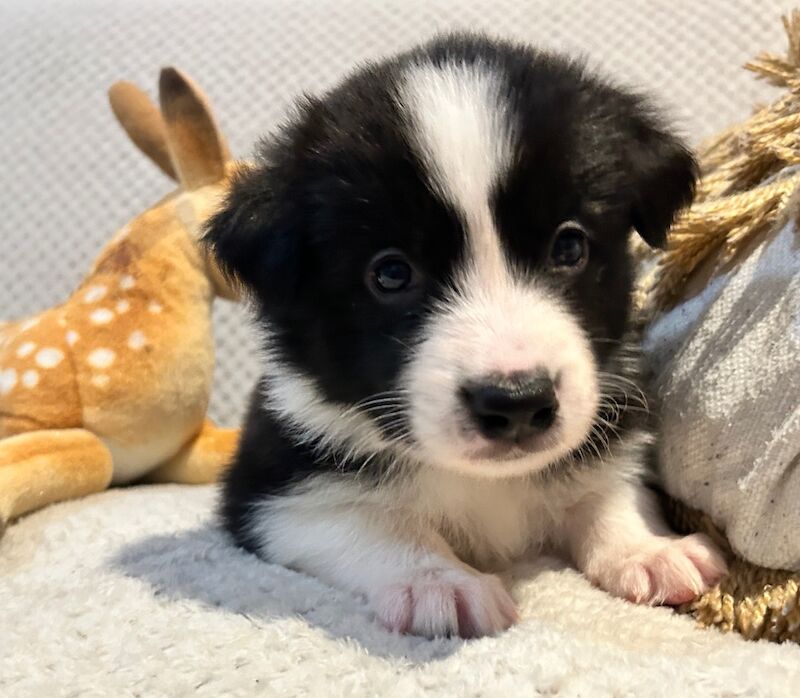 Border Collie puppies for sale in Leeds, West Yorkshire – KC registered, 8 months old - Image 9 of 15