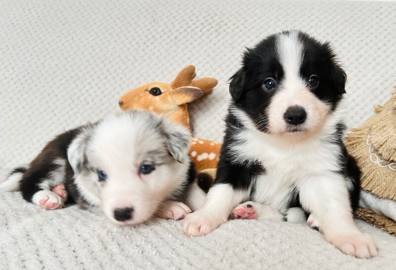 Border Collie puppies for sale in Leeds, West Yorkshire – KC registered, 8 months old - Image 10 of 15