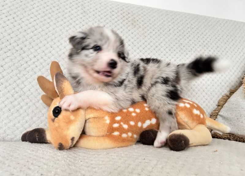 Border Collie puppies for sale in Leeds, West Yorkshire – KC registered, 8 months old - Image 11 of 15