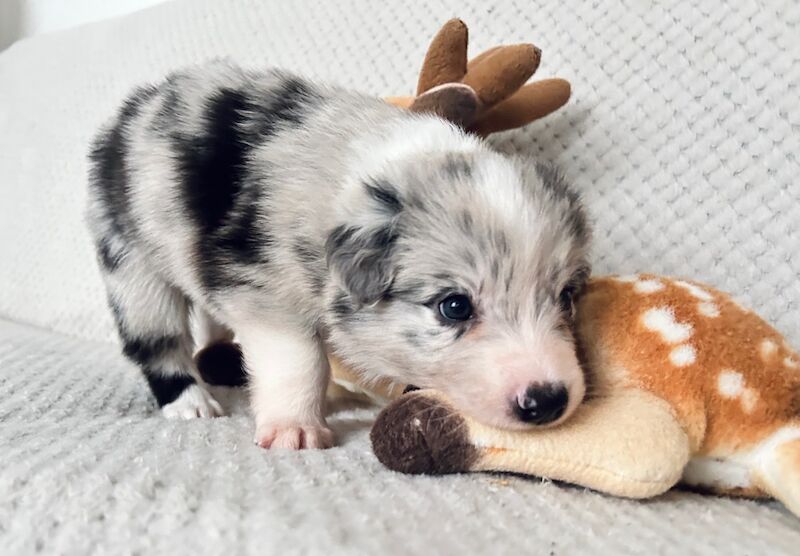 Border Collie puppies for sale in Leeds, West Yorkshire – KC registered, 8 months old - Image 12 of 15