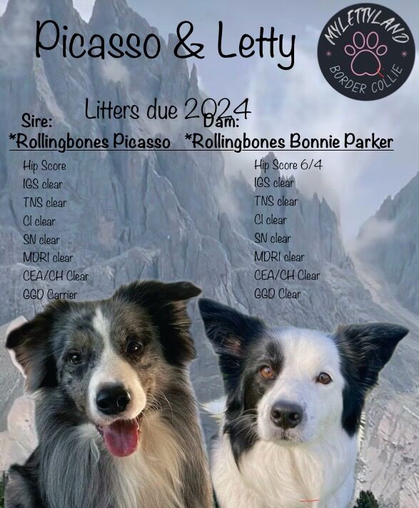 Border Collie puppies for sale in Leeds, West Yorkshire – KC registered, 8 months old - Image 14 of 15