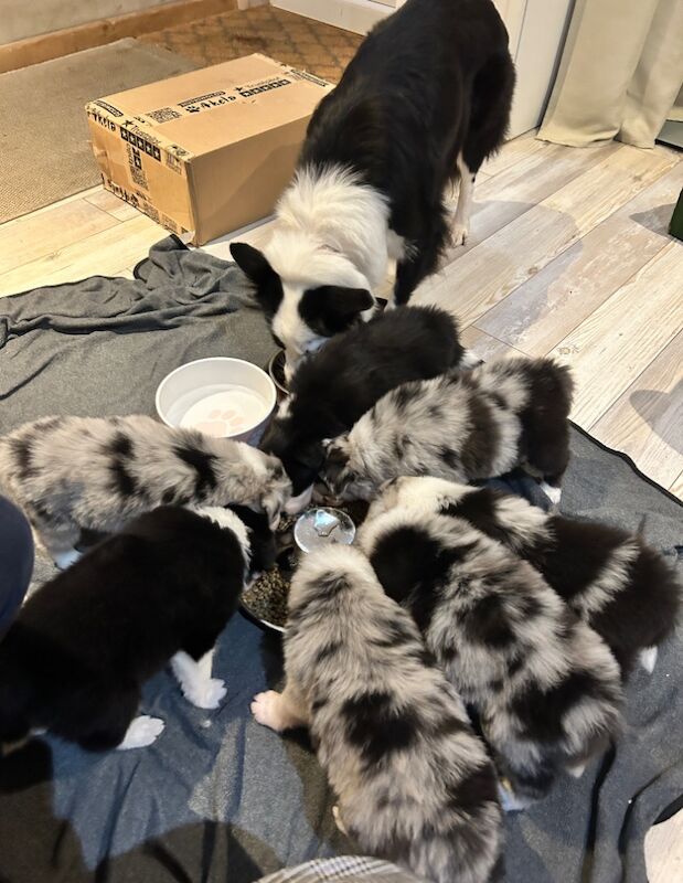 Border Collie puppies for sale in Leeds, West Yorkshire – KC registered, 8 months old - Image 15 of 15
