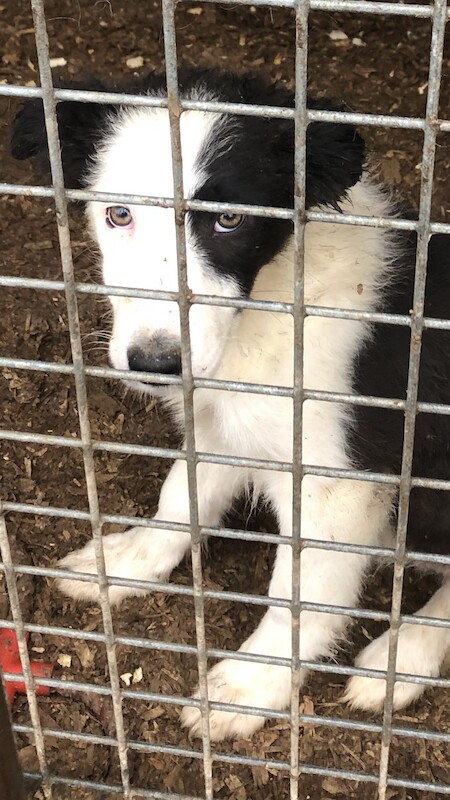 Last Border collie pup available (SOLD) for sale in Denham, Buckinghamshire