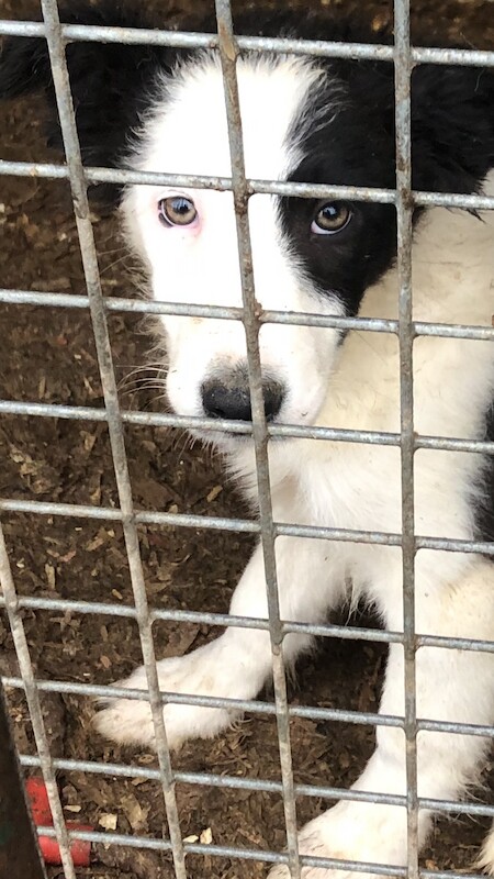Last Border collie pup available (SOLD) for sale in Denham, Buckinghamshire - Image 2
