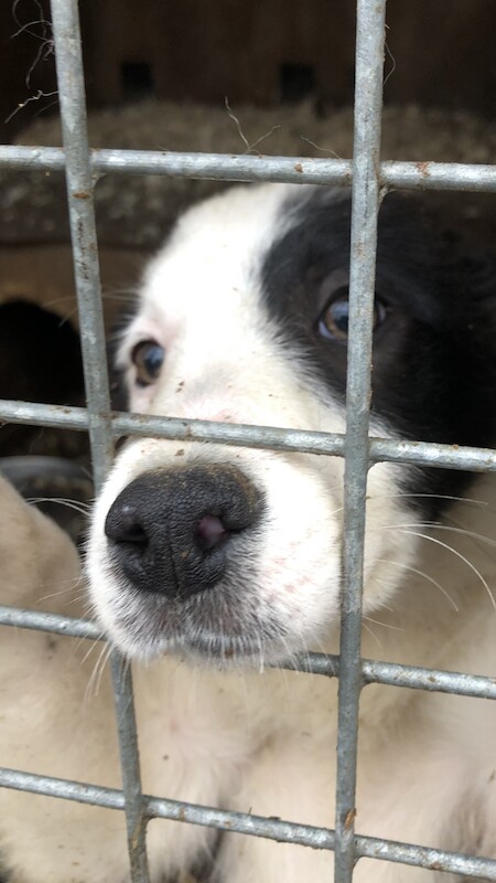 Last Border collie pup available (SOLD) for sale in Denham, Buckinghamshire - Image 3