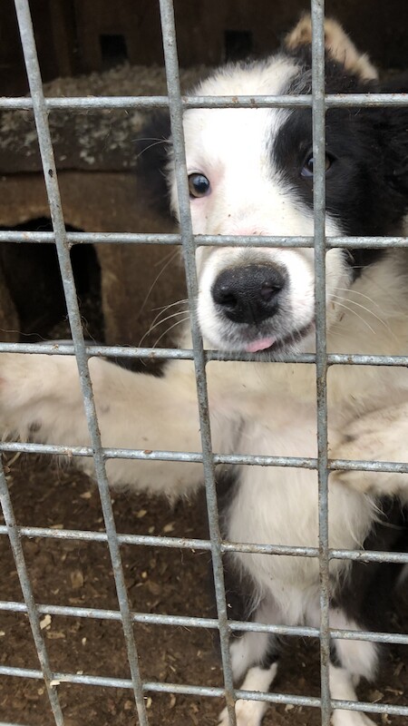 Last Border collie pup available (SOLD) for sale in Denham, Buckinghamshire - Image 6