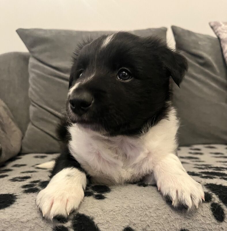 Last male Traditional Border Collie - Image 7 of 15