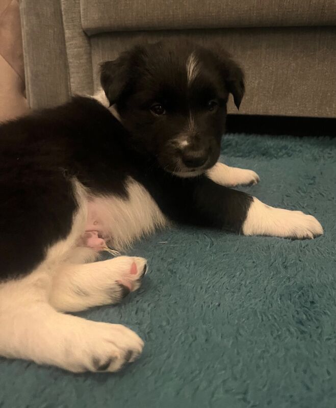 Last male Traditional Border Collie - Image 8 of 15