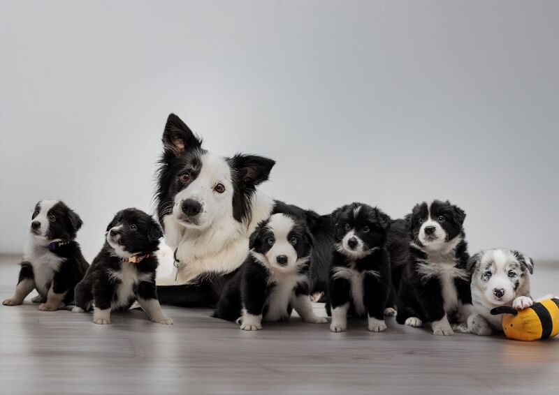 ️️Last oneDNA tested Champions line Border Collie - Image 8 of 13