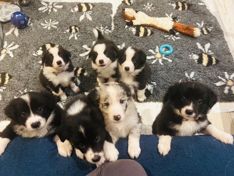 ️️Last oneDNA tested Champions line Border Collie - Image 11 of 13