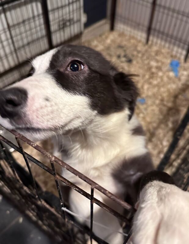 Last two of our Beautiful Border collies for sale in Carmarthenshire | Image 1