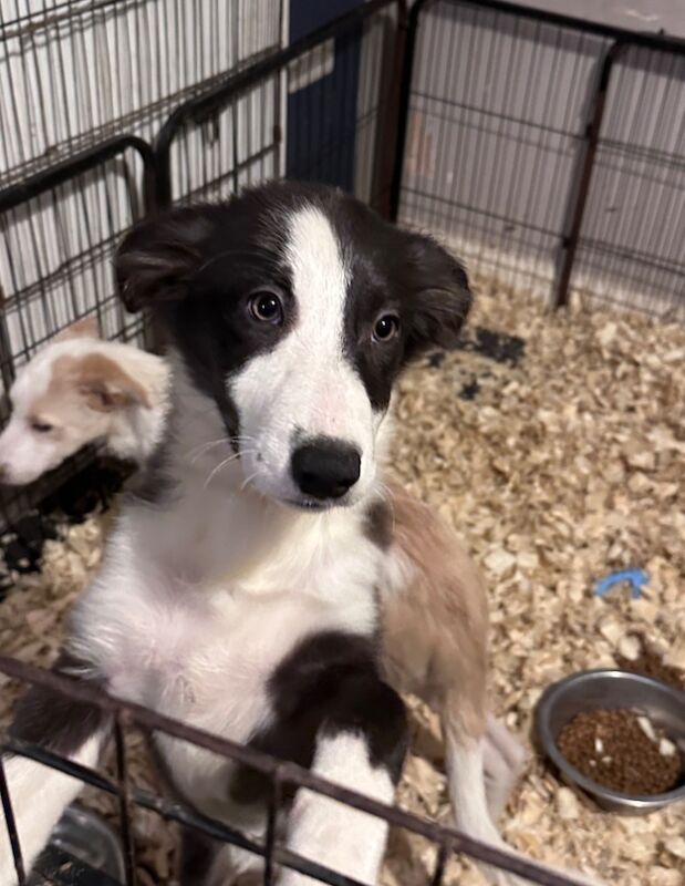 Last two of our Beautiful Border collies for sale in Carmarthenshire | Image 3