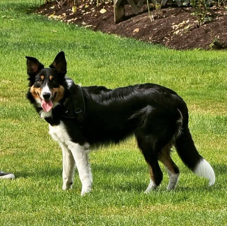 Border Collie puppies for sale in County Antrim β 3 years old