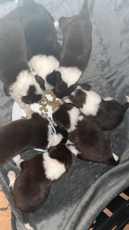 Border Collie puppies for sale in Willington, Durham – 10 weeks old