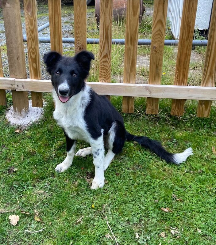 Border Collie puppies for sale in Newtown / Y Drenewydd, Powys – 4 months old
