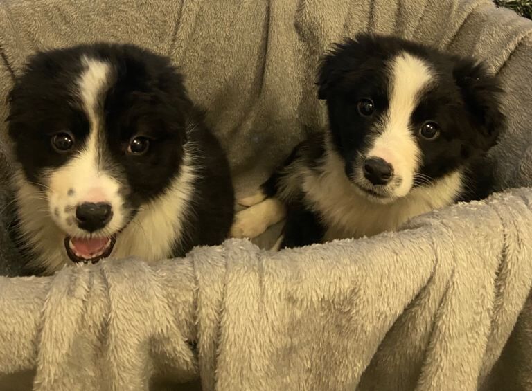 Border Collie puppies for sale in Coatbridge, Lanarkshire – 9 weeks old
