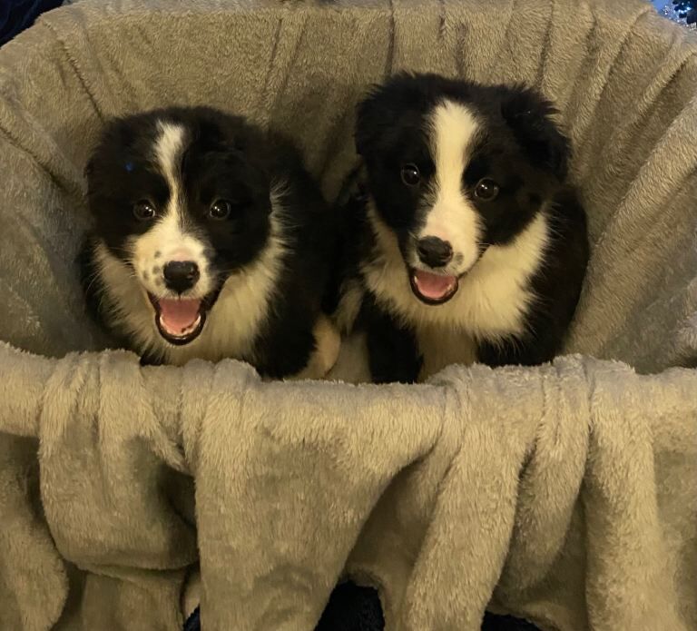 Border Collie puppies for sale in Coatbridge, Lanarkshire – 9 weeks old - Image 2 of 3