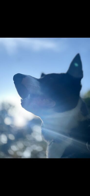 Border Collie puppies for sale in Newcastle upon Tyne, Tyne and Wear – 4 years old