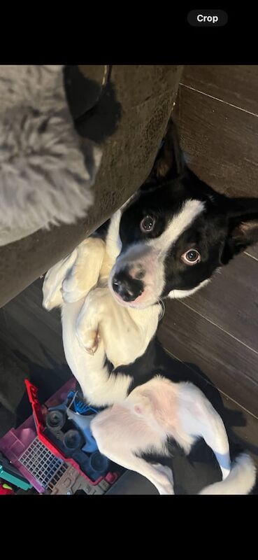 Border Collie puppies for sale in Newcastle upon Tyne, Tyne and Wear – 4 years old - Image 2 of 3