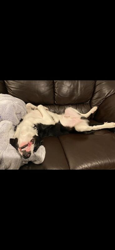 Border Collie puppies for sale in Newcastle upon Tyne, Tyne and Wear – 4 years old - Image 3 of 3