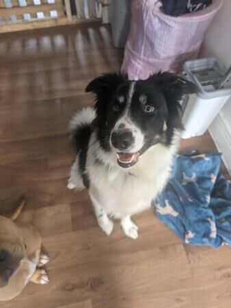 Male border Collie 1 year for sale in Truro, Cornwall - Image 1