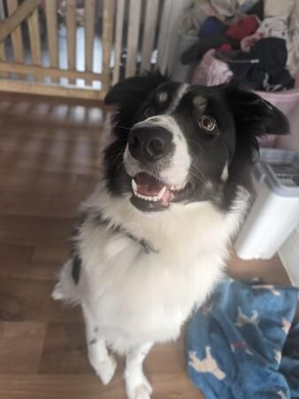Male border Collie 1 year for sale in Truro, Cornwall - Image 2