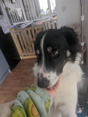 Male border Collie 1 year for sale in Truro, Cornwall - Image 3