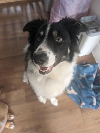 Male border Collie 1 year for sale in Truro, Cornwall - Image 5