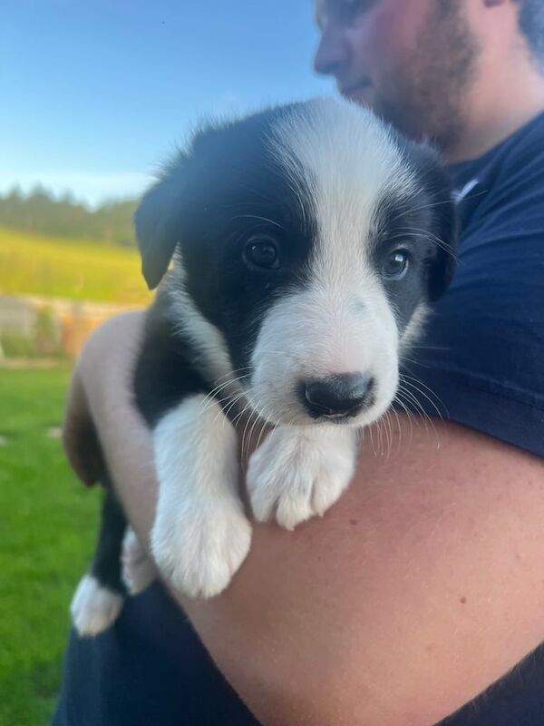 Border Collie puppies for sale in Turriff, Aberdeenshire – 10 weeks old - Image 2 of 3