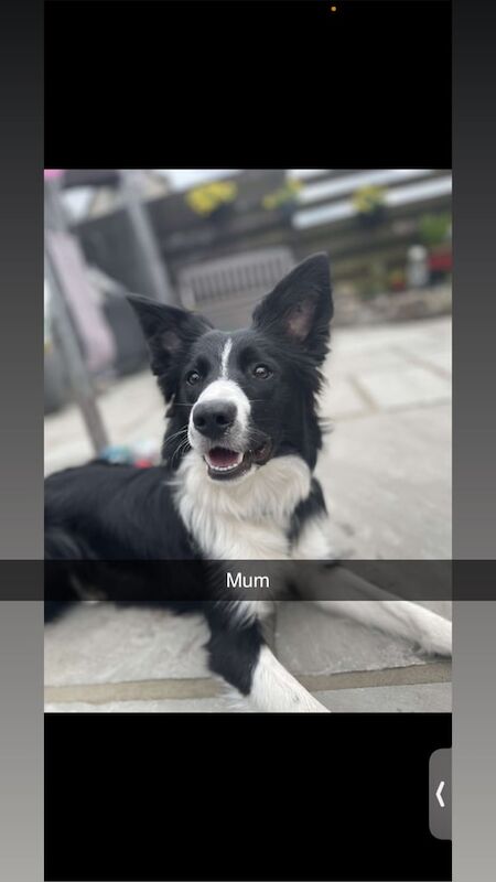 Border Collie puppies for sale in Turriff, Aberdeenshire – 10 weeks old - Image 3 of 3