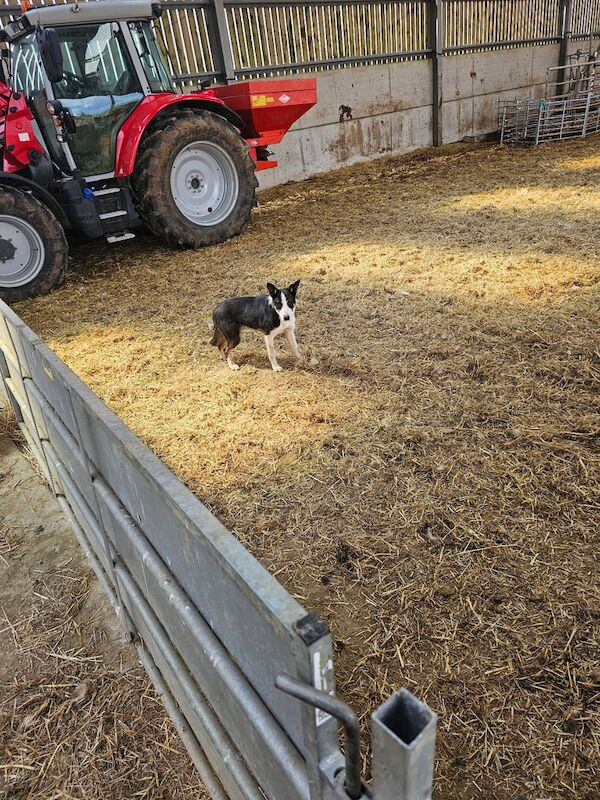 Male border collie puppies Skye for sale in Portree / Port Rìgh, Ross and Cromarty | Image 3