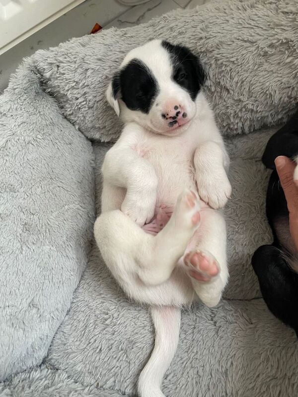 Border Collie Puppies For Sale