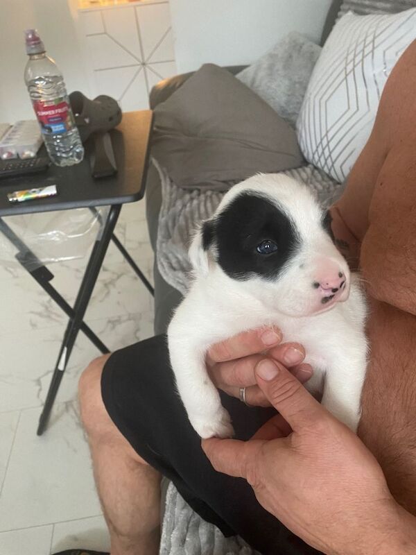 Male border collie puppy - Image 3 of 5