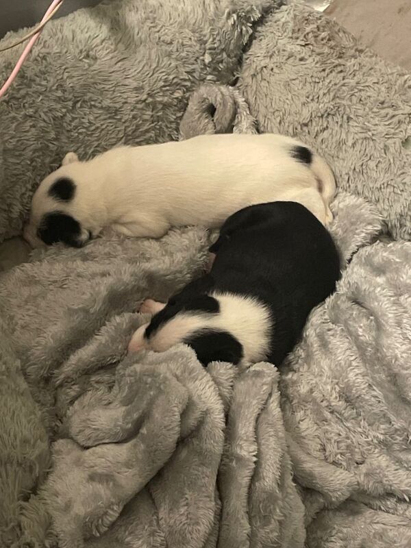 Male border collie puppy - Image 4 of 5