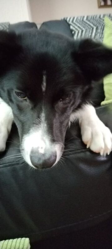 Male Collie for sale in Dumbarton, Dunbartonshire