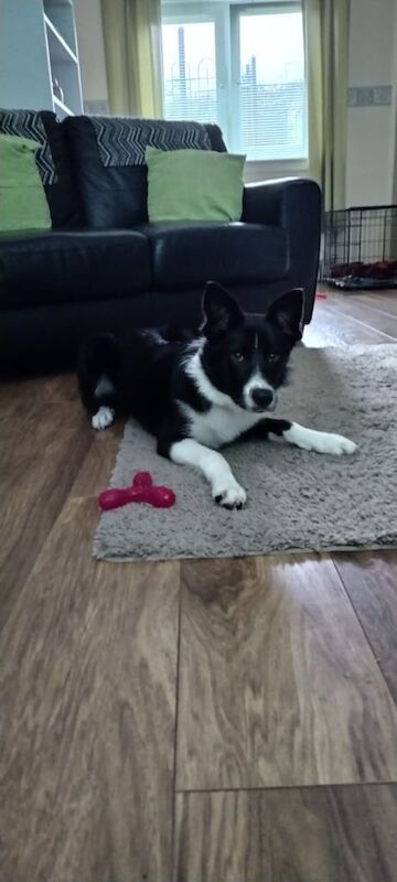 Male Collie for sale in Dumbarton, Dunbartonshire | Image 2