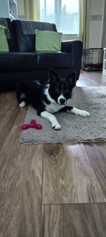 Male Collie for sale in Dumbarton, Dunbartonshire | Image 3