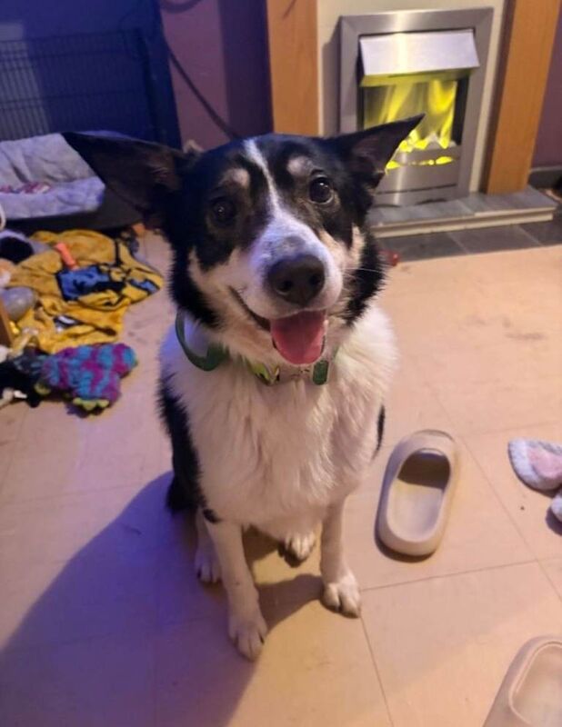 Male Collie
