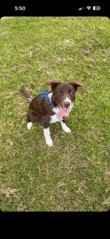 Male collie dog for sale