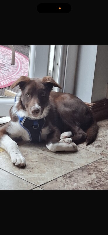Male collie dog for sale - Image 2 of 3