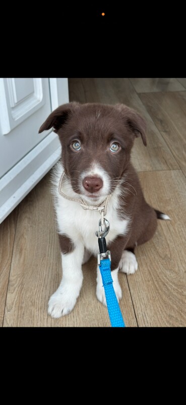 Male collie dog for sale - Image 3 of 3