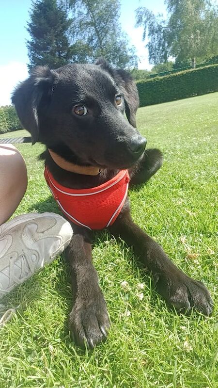 Border Collie puppies for sale in Montrose, Angus – 1 year old - Image 2 of 3