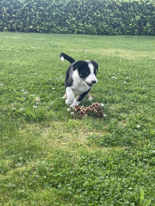 Border Collie puppies for sale in Rawtenstall, Lancashire – 2 weeks old