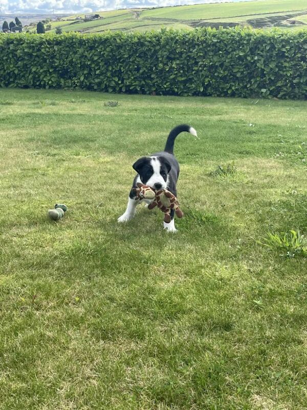 Border Collie puppies for sale in Rawtenstall, Lancashire – 6 weeks old - Image 2 of 10