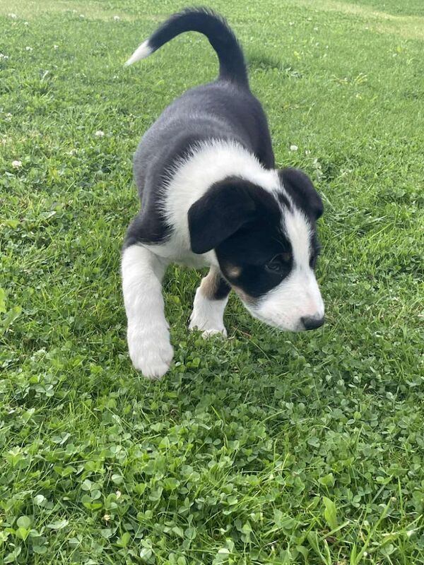 Border Collie puppies for sale in Rawtenstall, Lancashire – 6 weeks old - Image 4 of 10