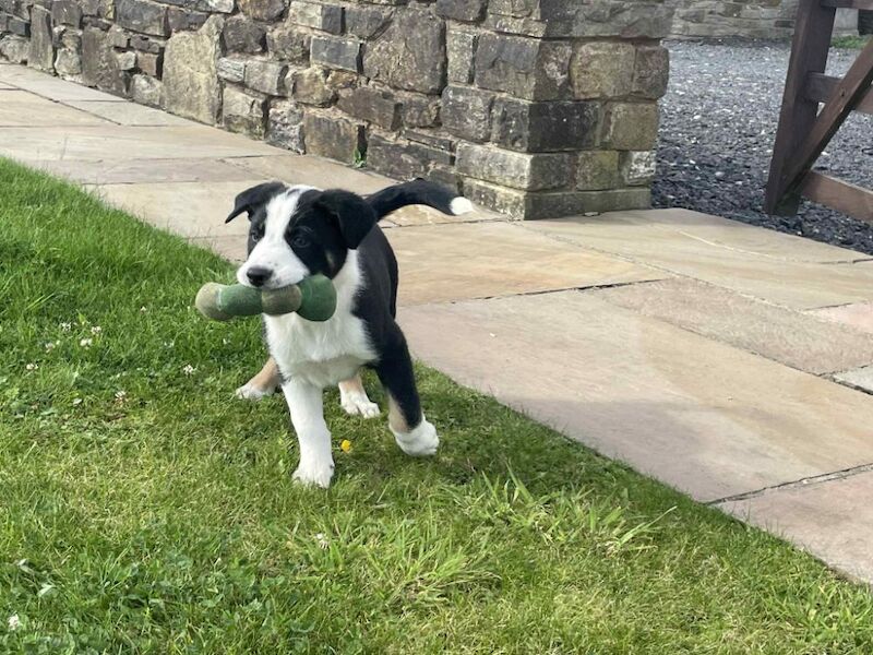 Border Collie puppies for sale in Rawtenstall, Lancashire – 6 weeks old - Image 5 of 10
