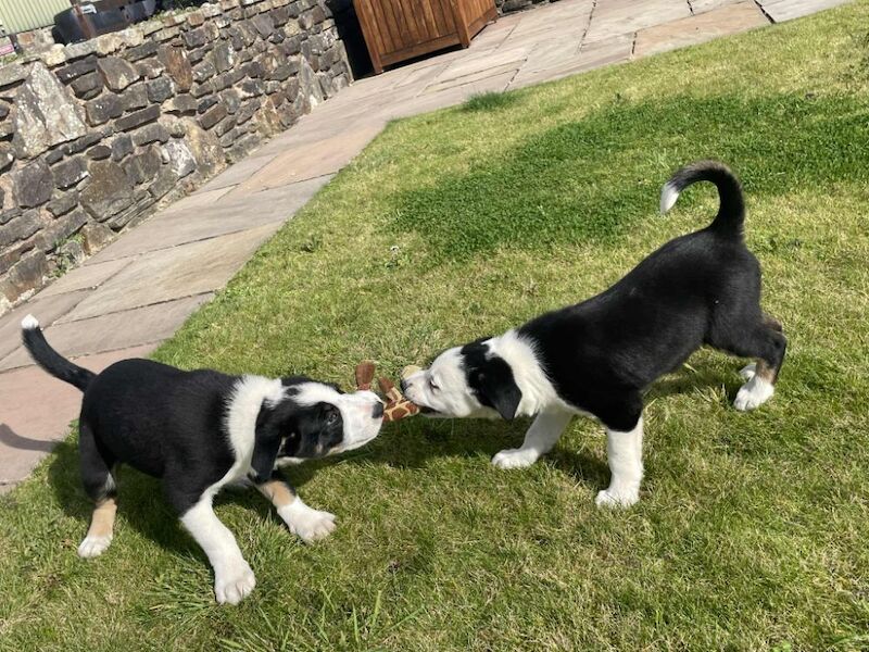 Border Collie puppies for sale in Rawtenstall, Lancashire – 6 weeks old - Image 6 of 10