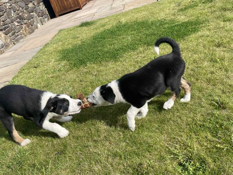 Border Collie puppies for sale in Rawtenstall, Lancashire – 6 weeks old - Image 7 of 10