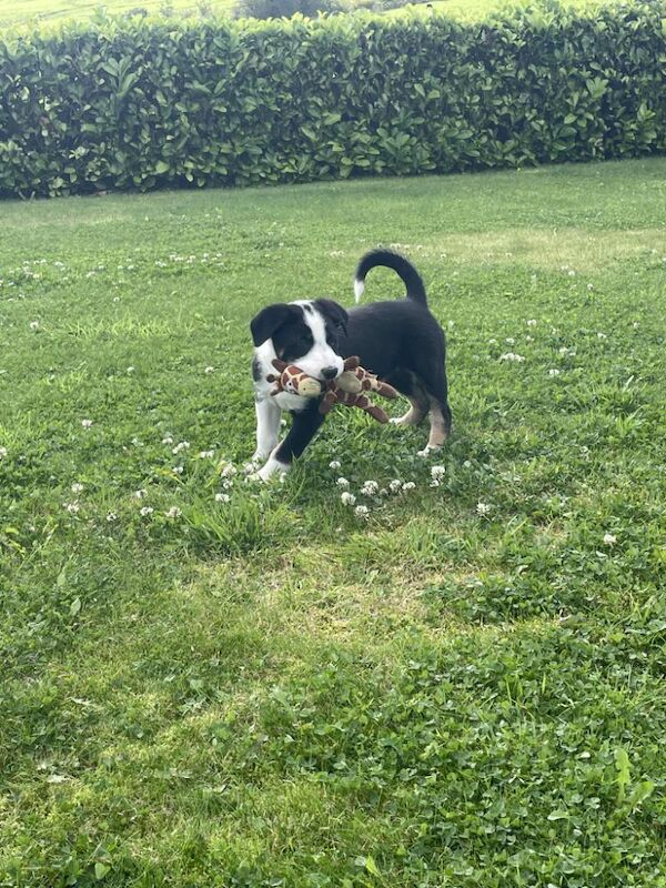 Border Collie puppies for sale in Rawtenstall, Lancashire – 6 weeks old - Image 8 of 10
