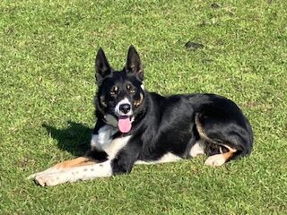 Male working border collie available for stud duties for sale in Moretonhampstead, Devon | Image 2